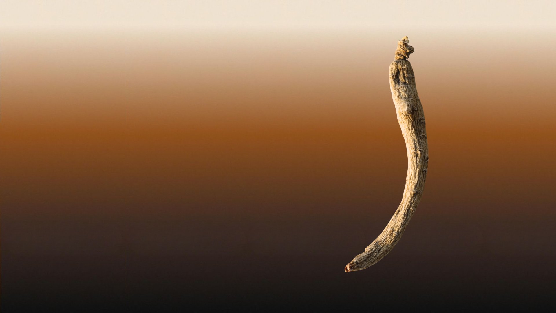 Premium Canadian Ginseng