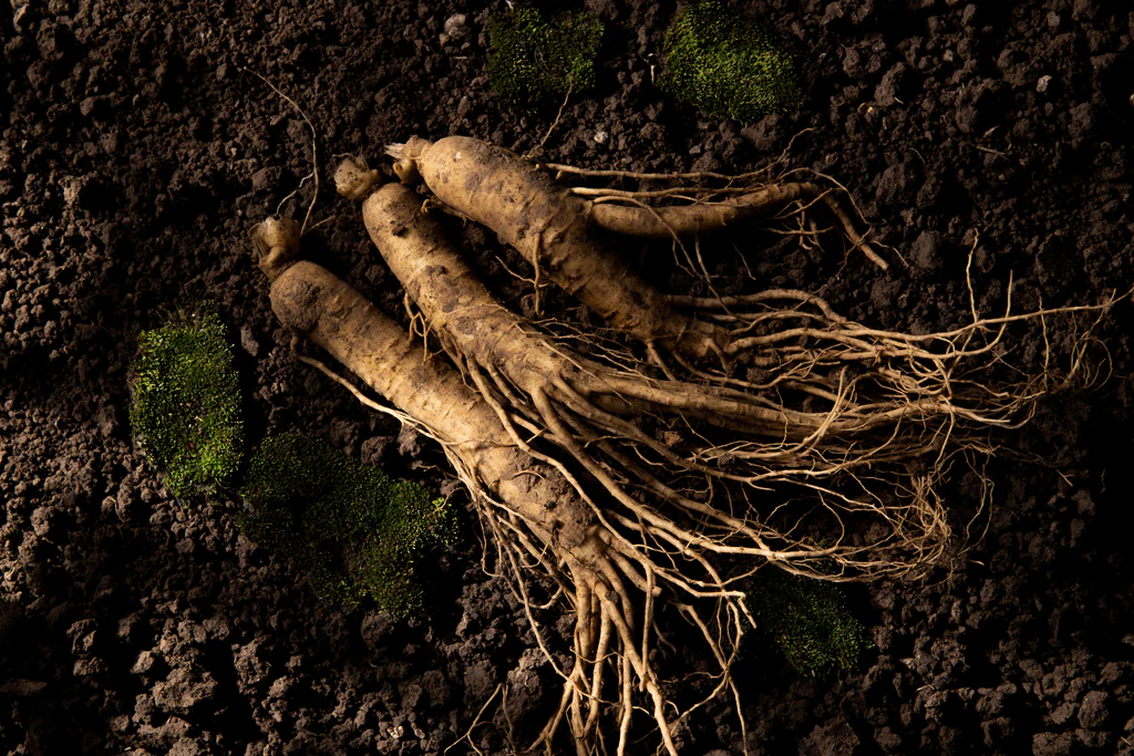 Panax quinquefolius ginseng plant
